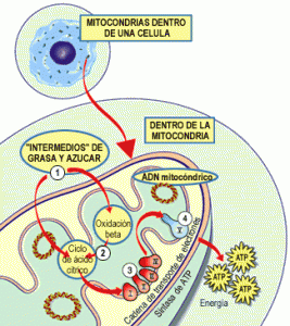 mitocondria_funcionamiento